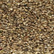 Livebait hennep zaad 15 kilo