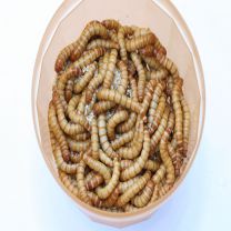 meelwormen 