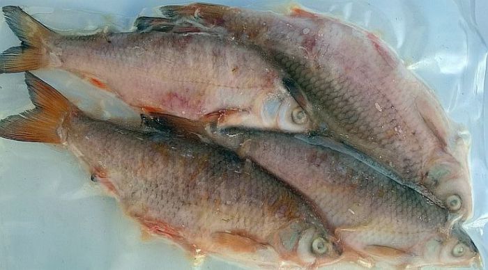 elke keer impliceren belofte Diepvries voorn - Baitshop