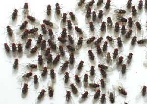 kleine fruitvliegjes