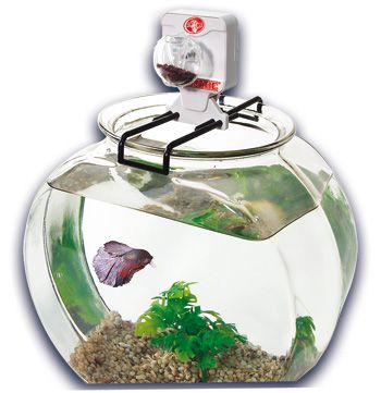 Automatic clearance betta feeder
