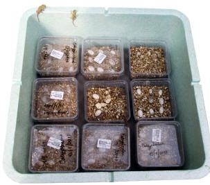 Reptibator digital egg incubator outlet