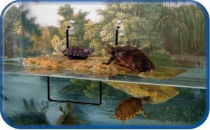 Zoo med turtle dock small clearance