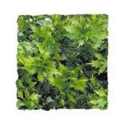 Zoo Med Kunst Planten Small Australian Maple 36 cm