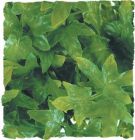 Zoo Med kunst planten Medium Congo Ivy 46 cm