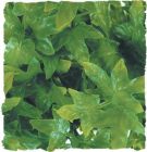 Zoo Med kunst planten Large Congo Ivy 56 cm